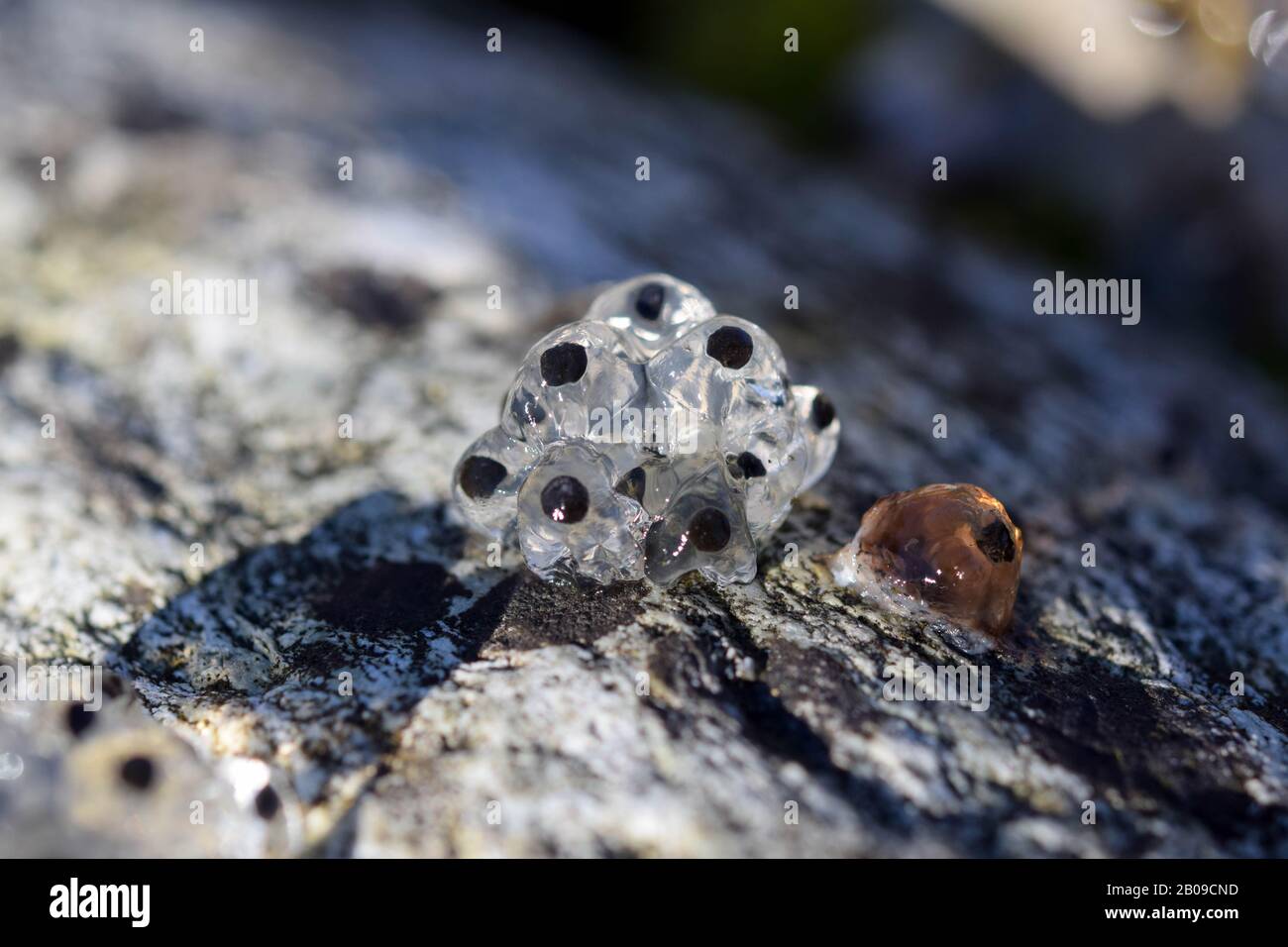 Toad laying eggs hires stock photography and images Alamy