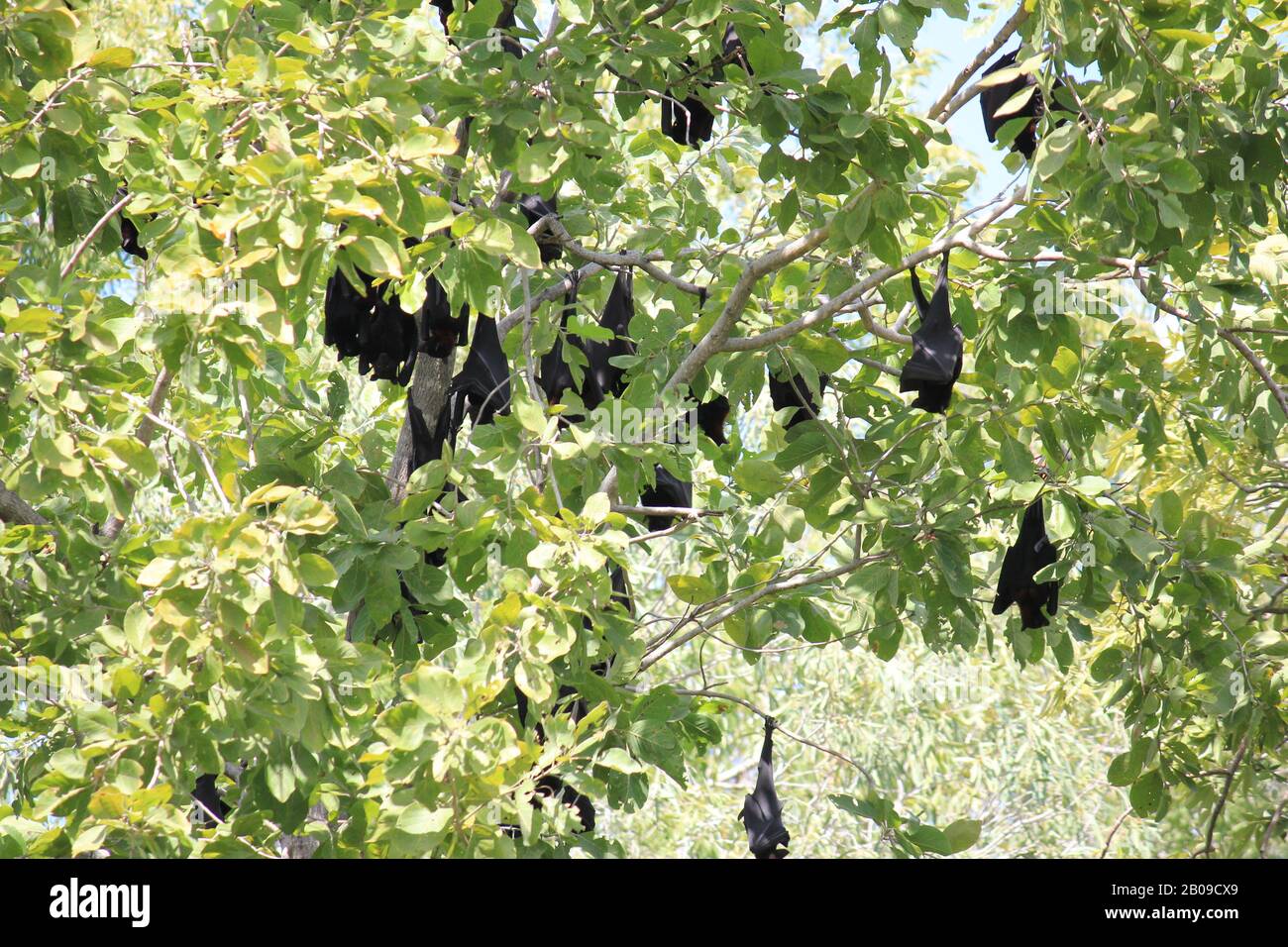 little red flying fox fruit bat,Timber Creek, Northern Territory Stock ...