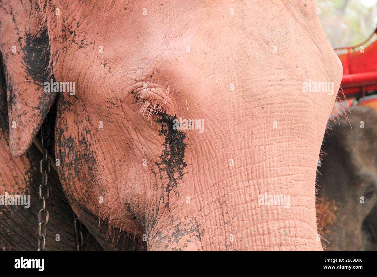 Sad, crying asian elephant - close up. Looks like a rosa elephant, chained, tourist attraction in Thailand Stock Photo
