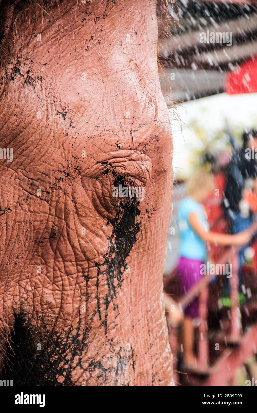 Sad, crying asian elephant - close up. Looks like a rosa elephant, chained, tourist attraction in Thailand Stock Photo