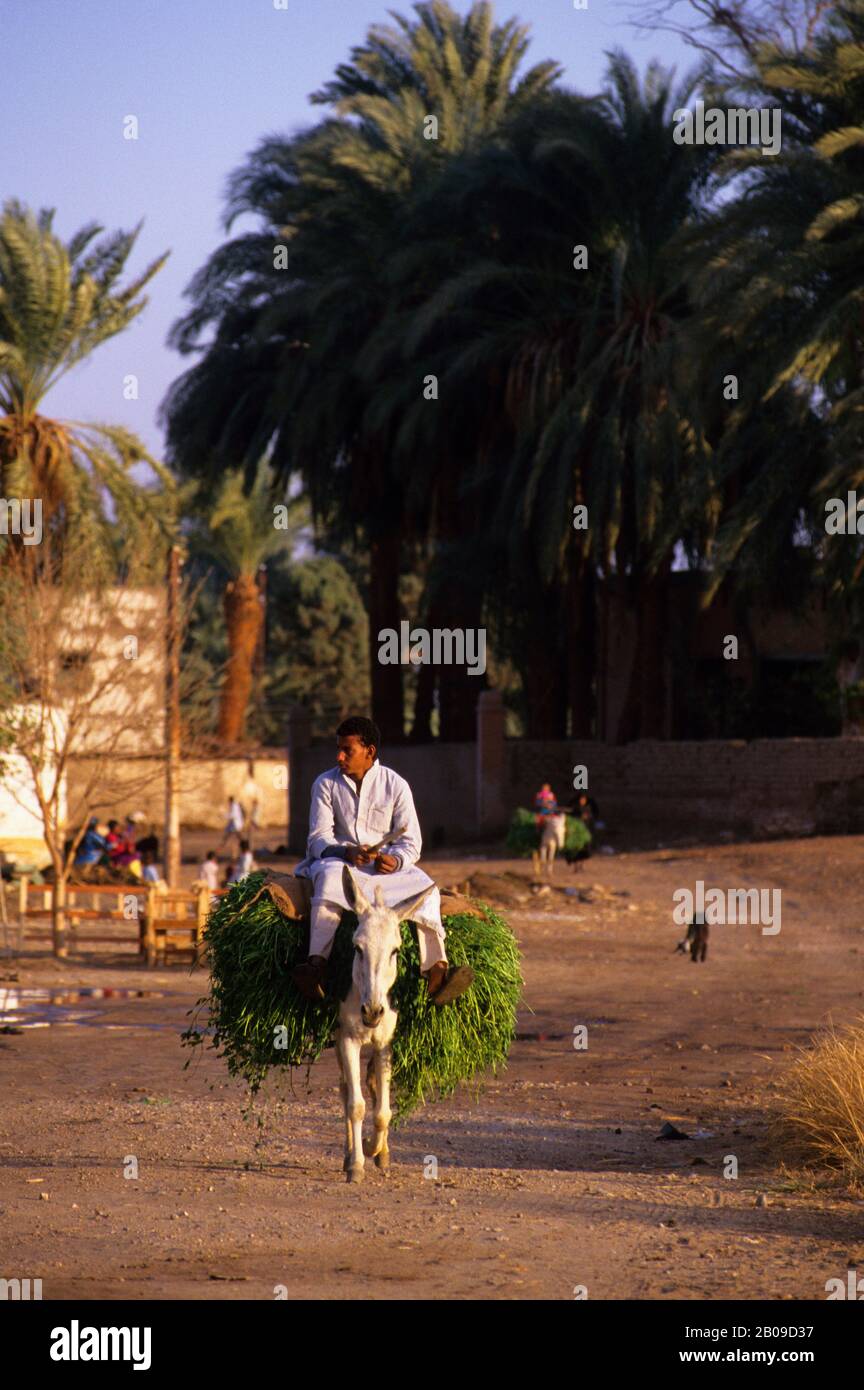 Farmer donkey nile egypt hi-res stock photography and images - Alamy