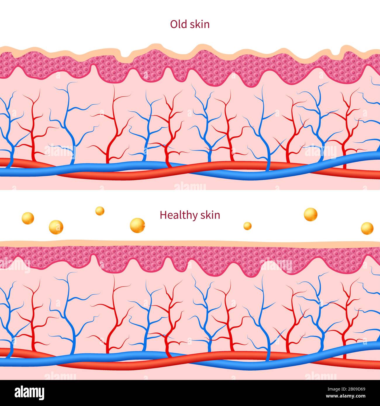 Human skin diagram hires stock photography and images Alamy