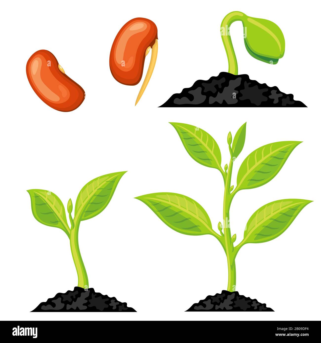 Plant growth stages from seed to sprout. Organic growing plant, nature green plant isolated. Vector illustration Stock Vector