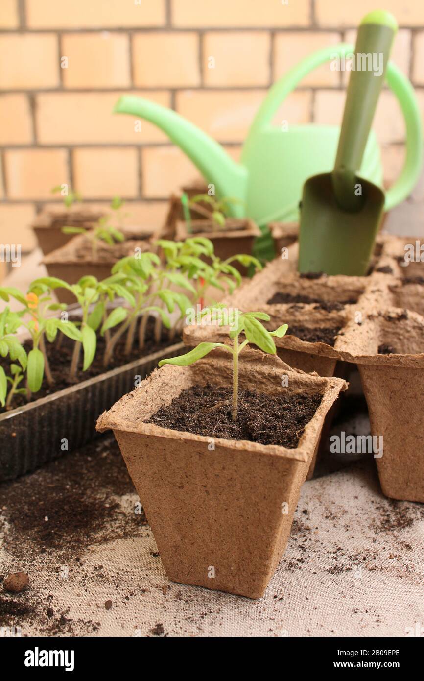 Transplanting tomato seedlings with gardens tools Stock Photo