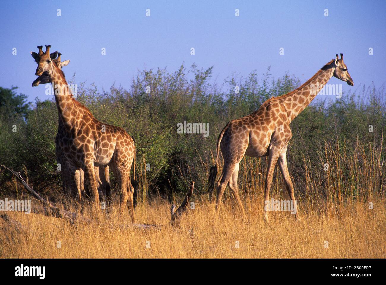 Viewing giraffes hi-res stock photography and images - Alamy