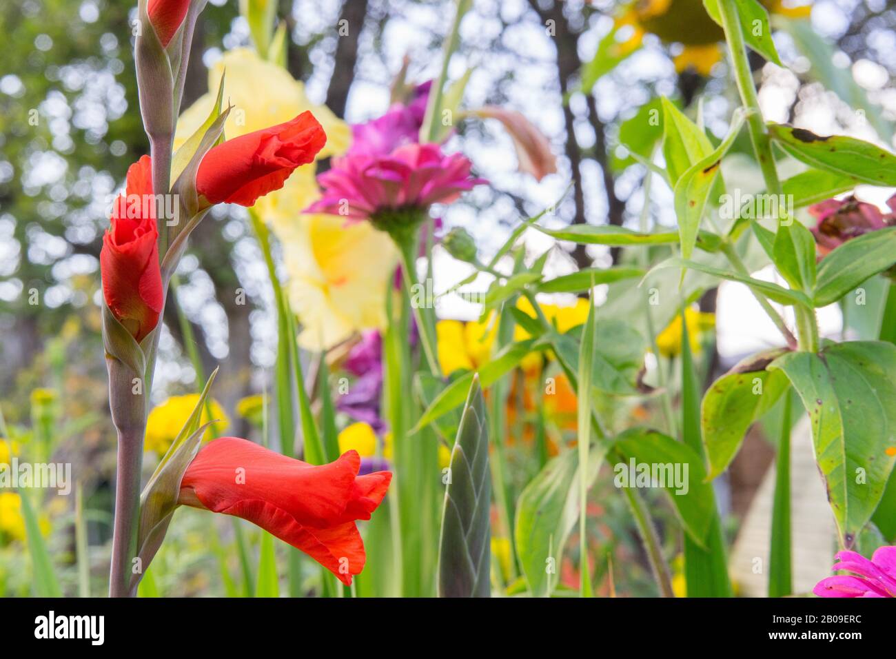 Bright, red, undiscovered gladiolus close-up in blooming garden. Autumn landscape. Nature background for decorations, postcards, wallpapers, design. Stock Photo