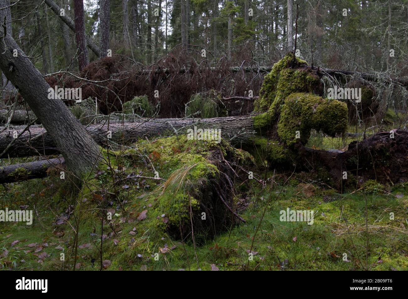 Woodland forest scene in Sweden after some heavy storms with broken and ...