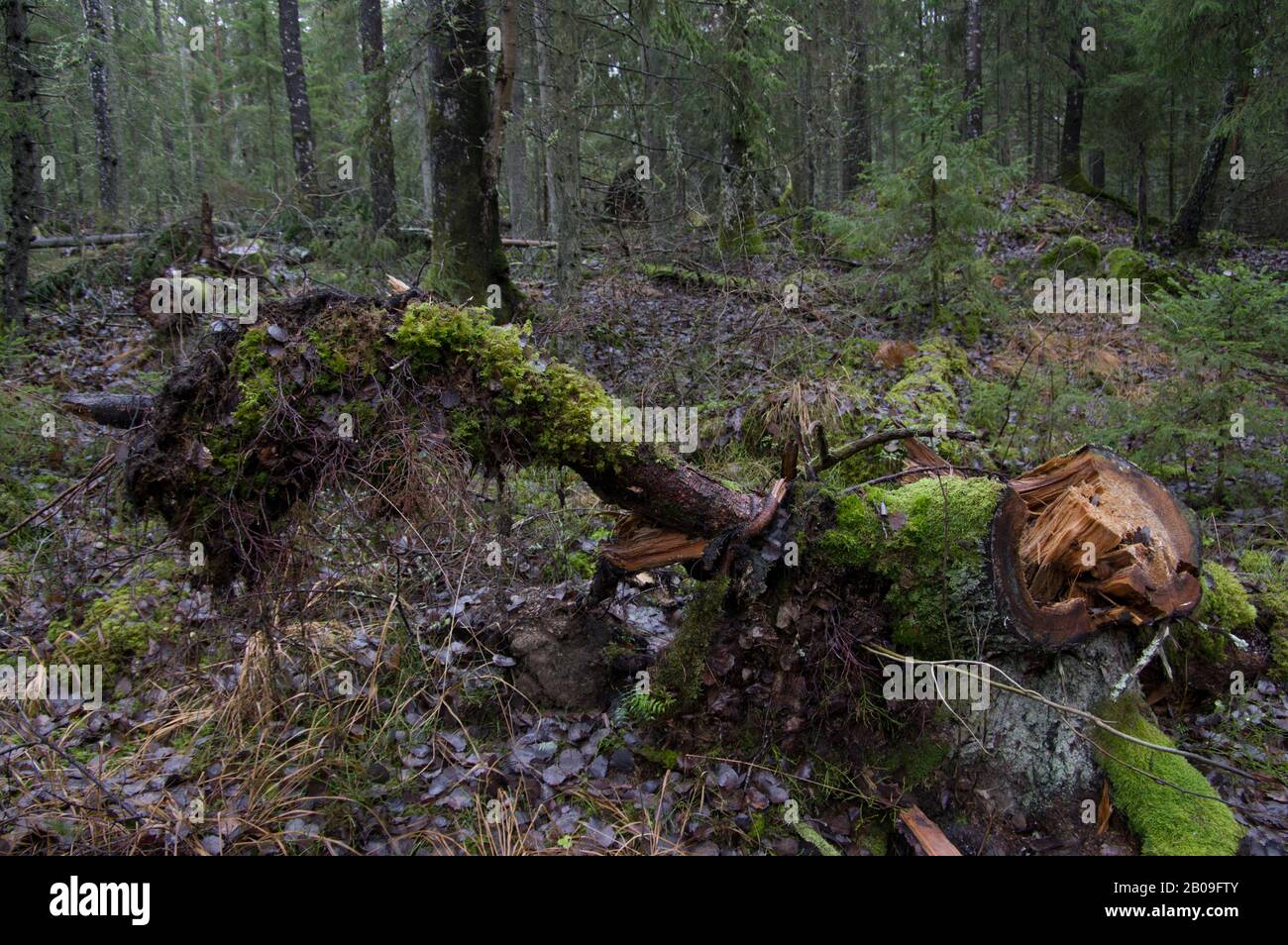 Woodland forest scene in Sweden after some heavy storms with broken and toppled trees, roots unearthed and wet mossy ground Stock Photo