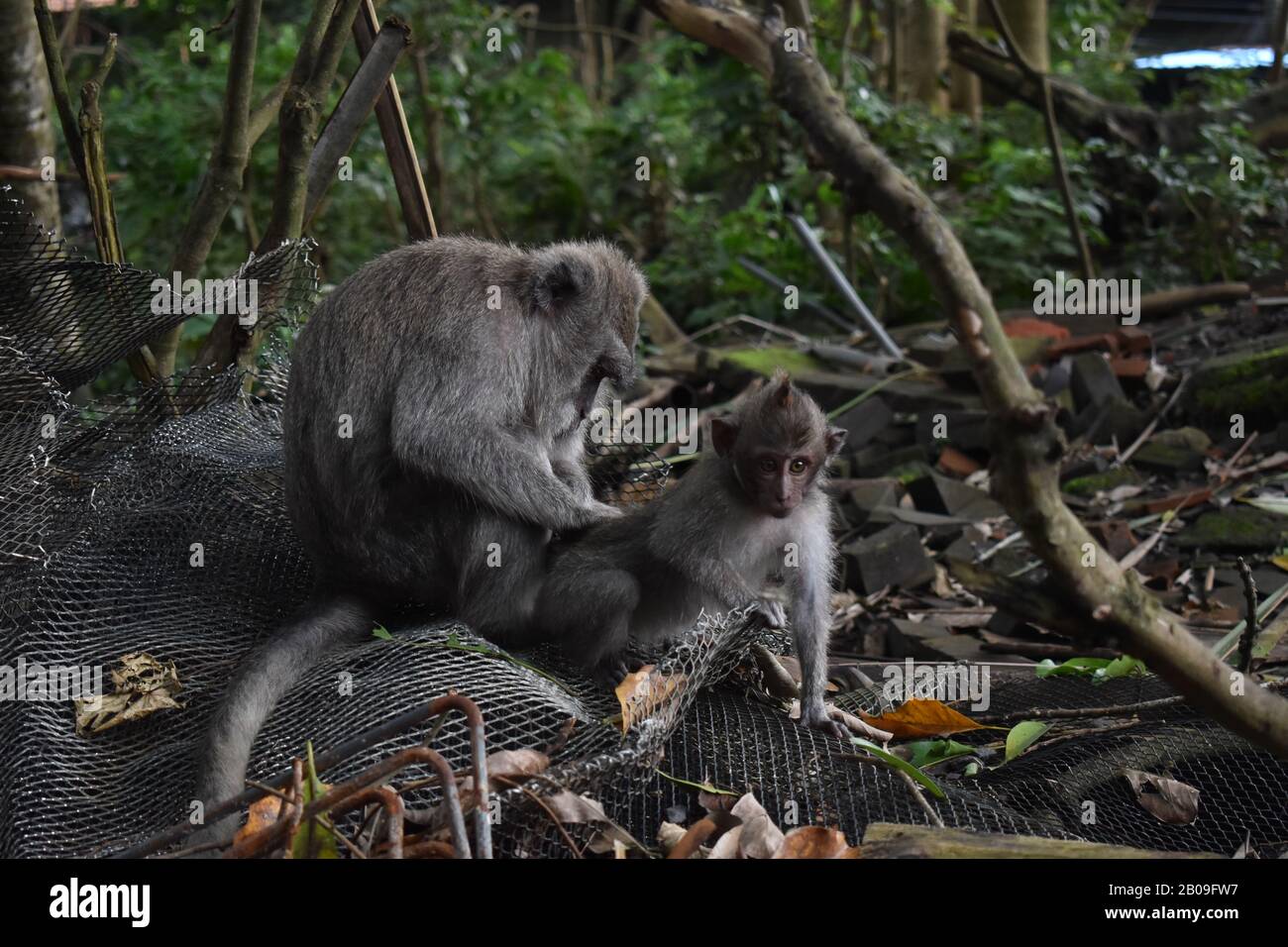 Monkey Forest, Ubud, Bali, Indonesia Stock Photo