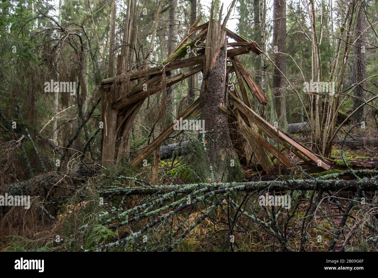 Woodland forest scene in Sweden after some heavy storms with broken and ...