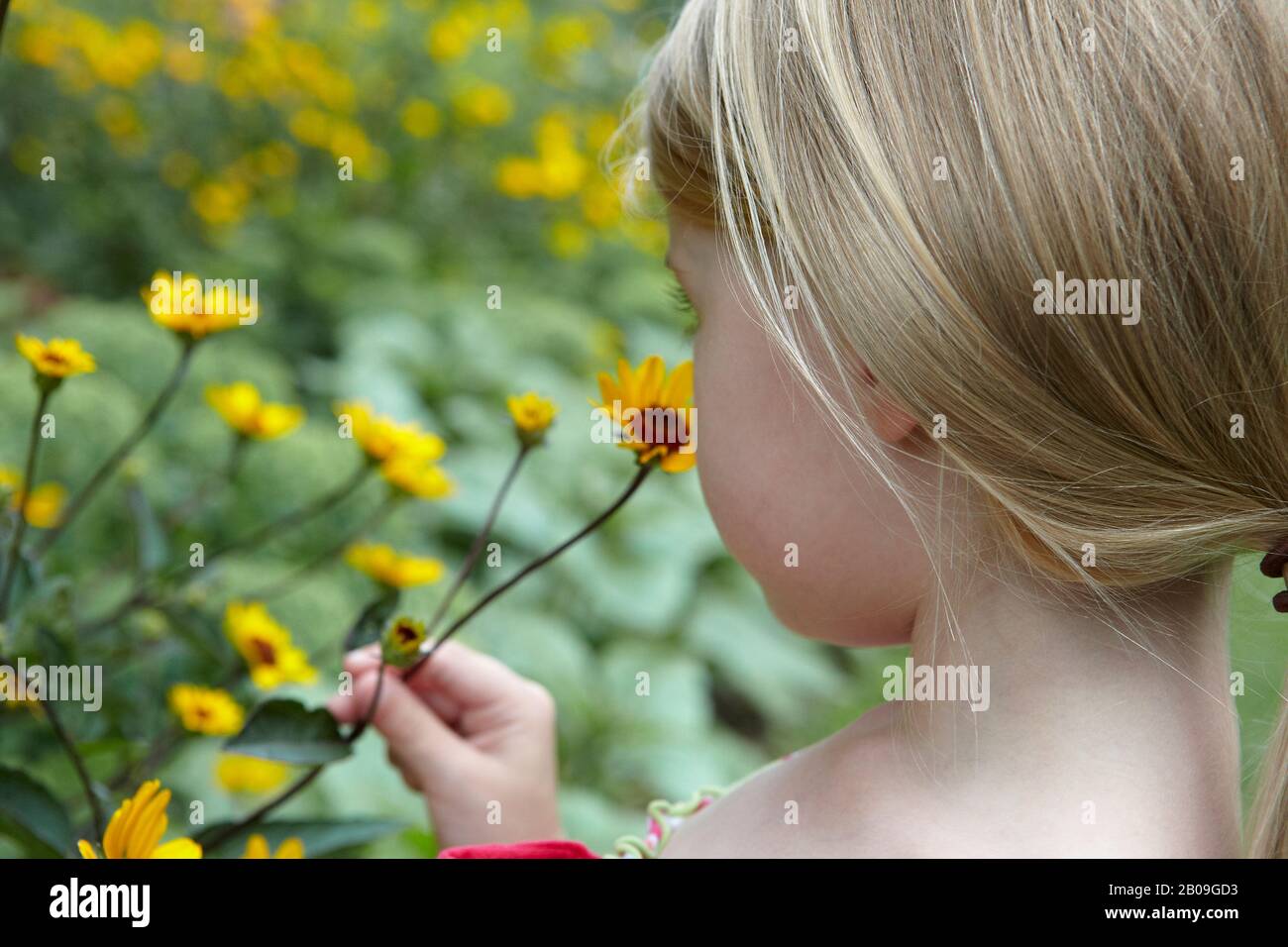 3 year old girl with blond hair reaching for flower, smelling flower Stock Photo