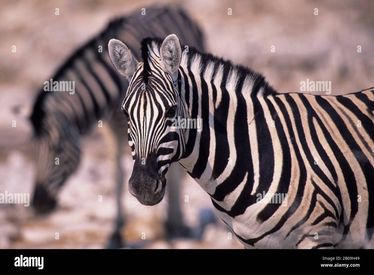 Namibia etosha national park zebra hi-res stock photography and images ...