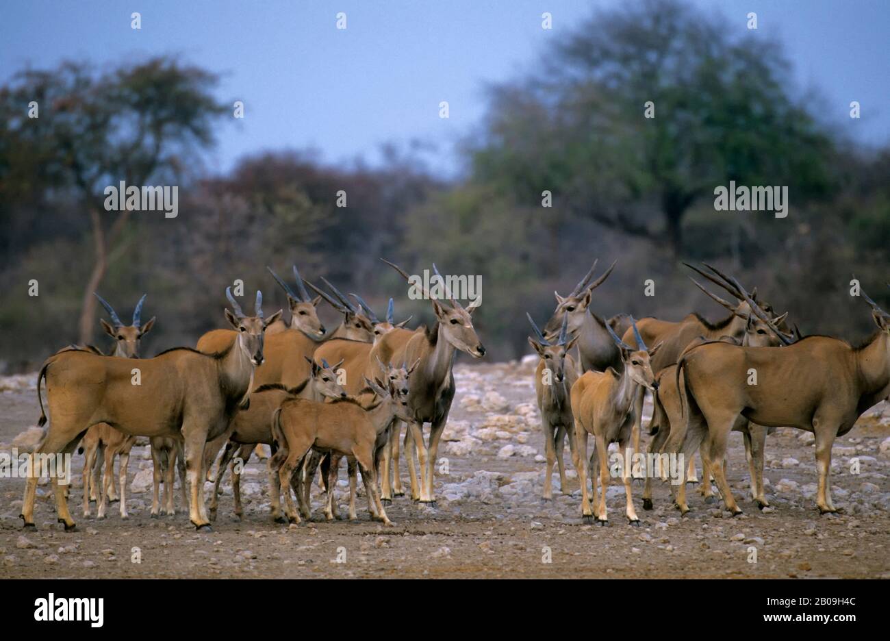 Eland Animal Hi res Stock Photography And Images Alamy eland-animal-hi-res-stock-photography-and-images-alamy