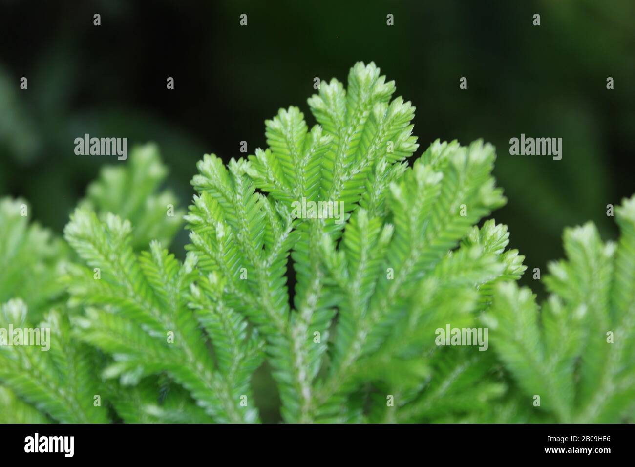 Frosty moss fern, Selaginella kraussiana Stock Photo