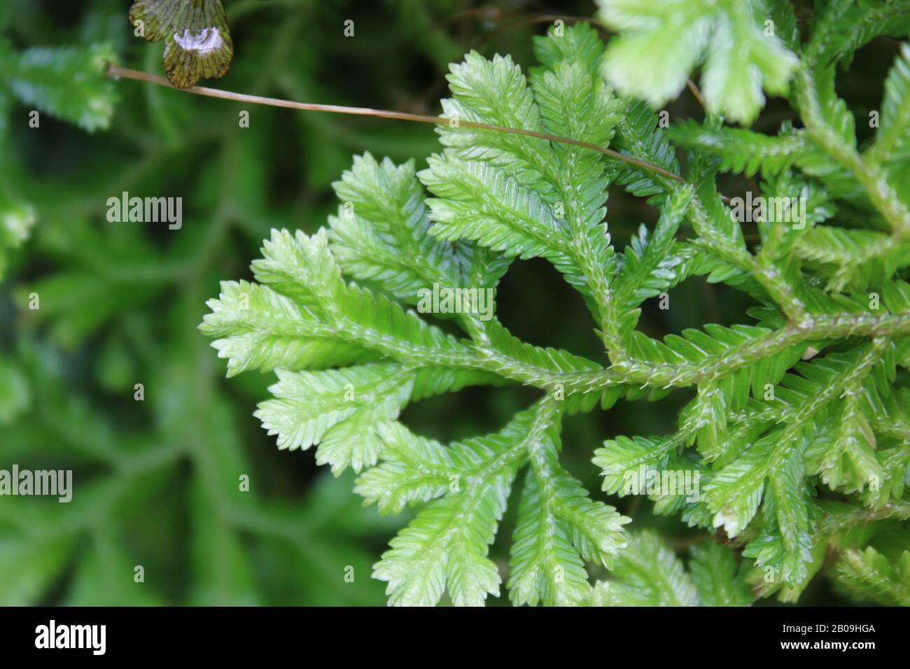 Frosty moss fern, Selaginella kraussiana Stock Photo