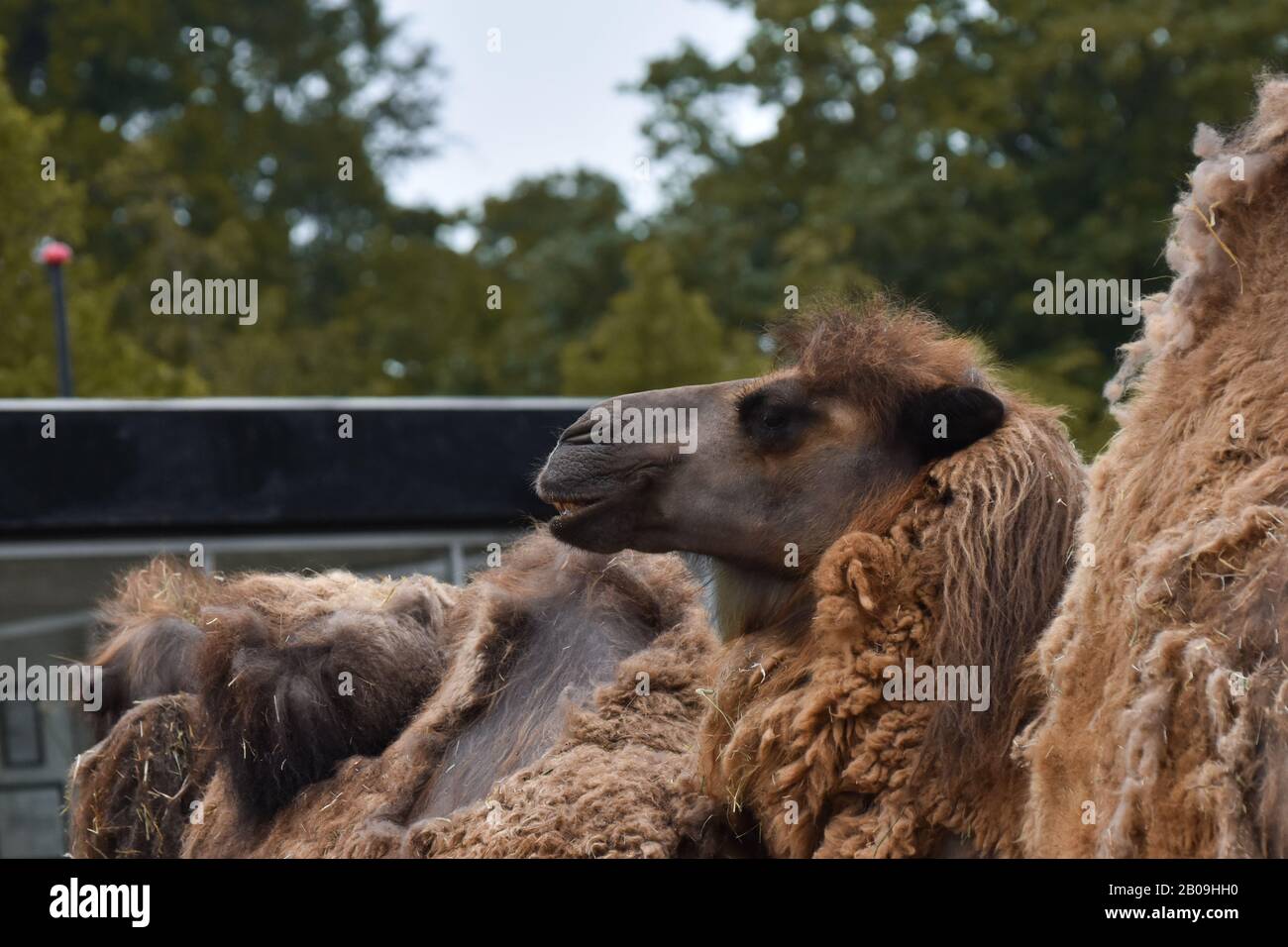 Camel from copenhagen zoo lazily smiling. other camel in the background and trees Stock Photo