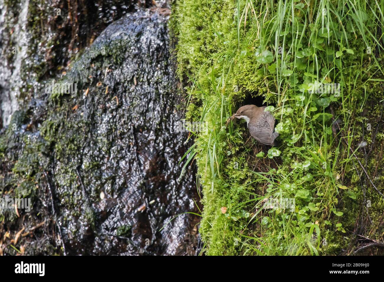Cincle Plongeur A L Entree De Son Nid Stock Photo Alamy Cincle Plongeur A L Entree De Son Nid Stock Photo Alamy