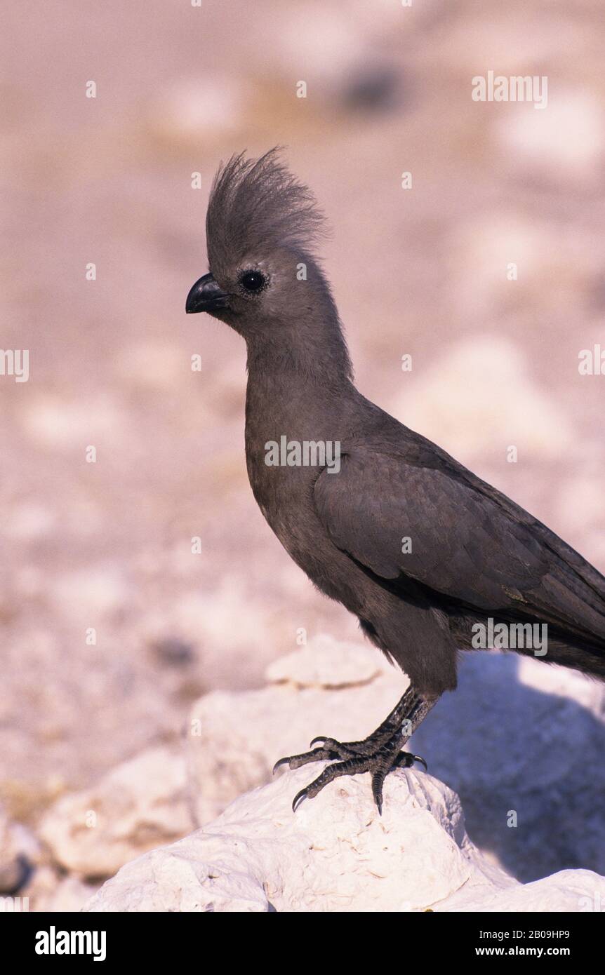 AFRICA, NAMIBIA, ETOSHA NATIONAL PARK, GREY LOURIE Stock Photo