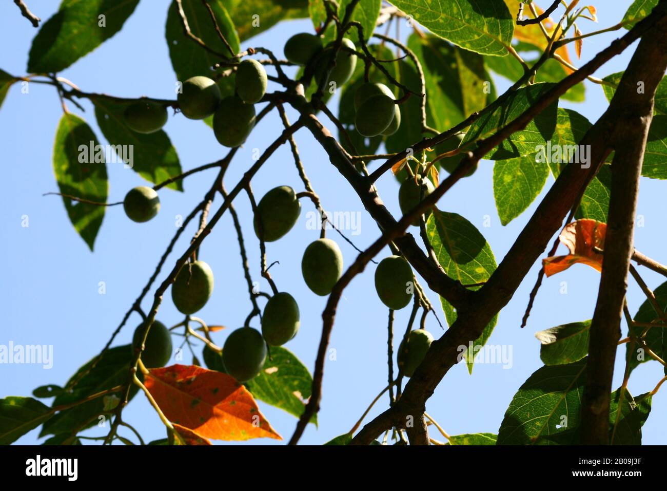 The Indian olive fruit, known and consumed locally as "jalpai". Bangladesh.  Oct, 2007 Stock Photo - Alamy