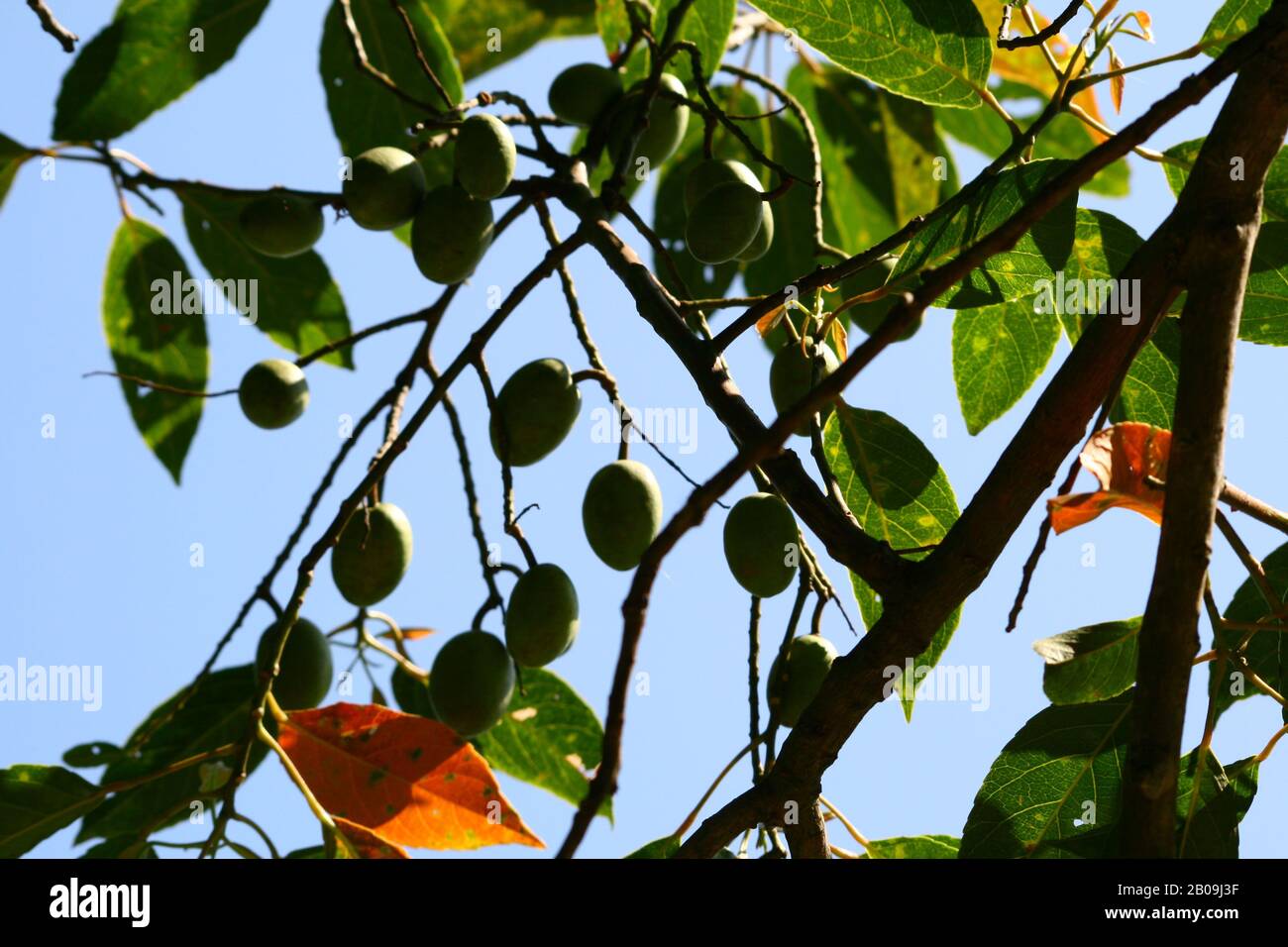 The Indian olive fruit, known and consumed locally as "jalpai