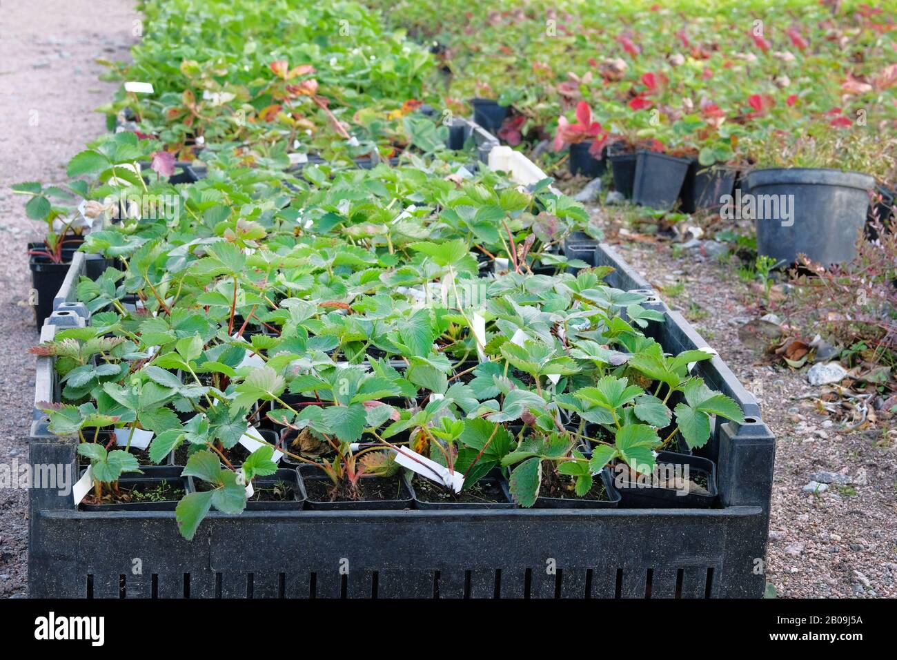 Various cultivar garden strawberry seedlings in containers on sale in ...
