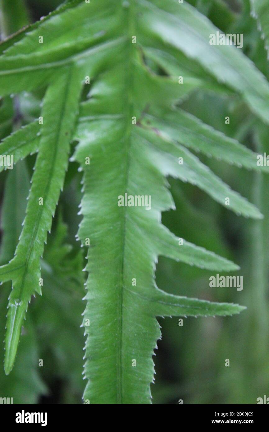 beautiful green crested brake fern Stock Photo