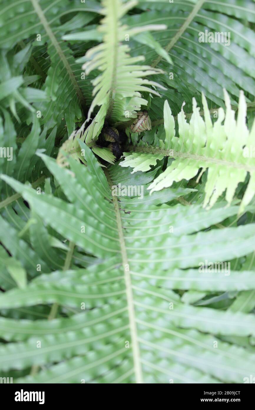 beautiful green crested brake fern Stock Photo