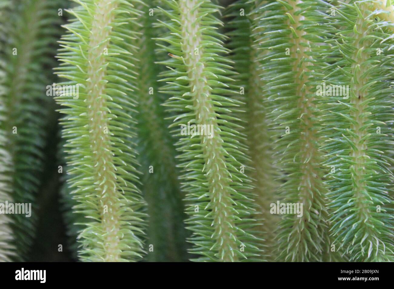 Fresh green Lycopodium squarrosum fern and rock tassel fern, club mode