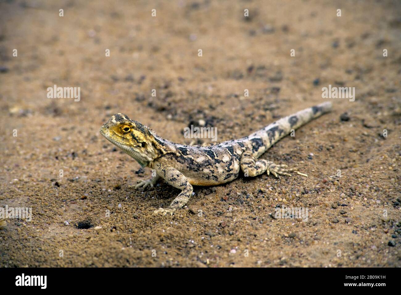NAMIBIA, OKONJIMA, GROUND AGAMA LIZARD Stock Photo - Alamy