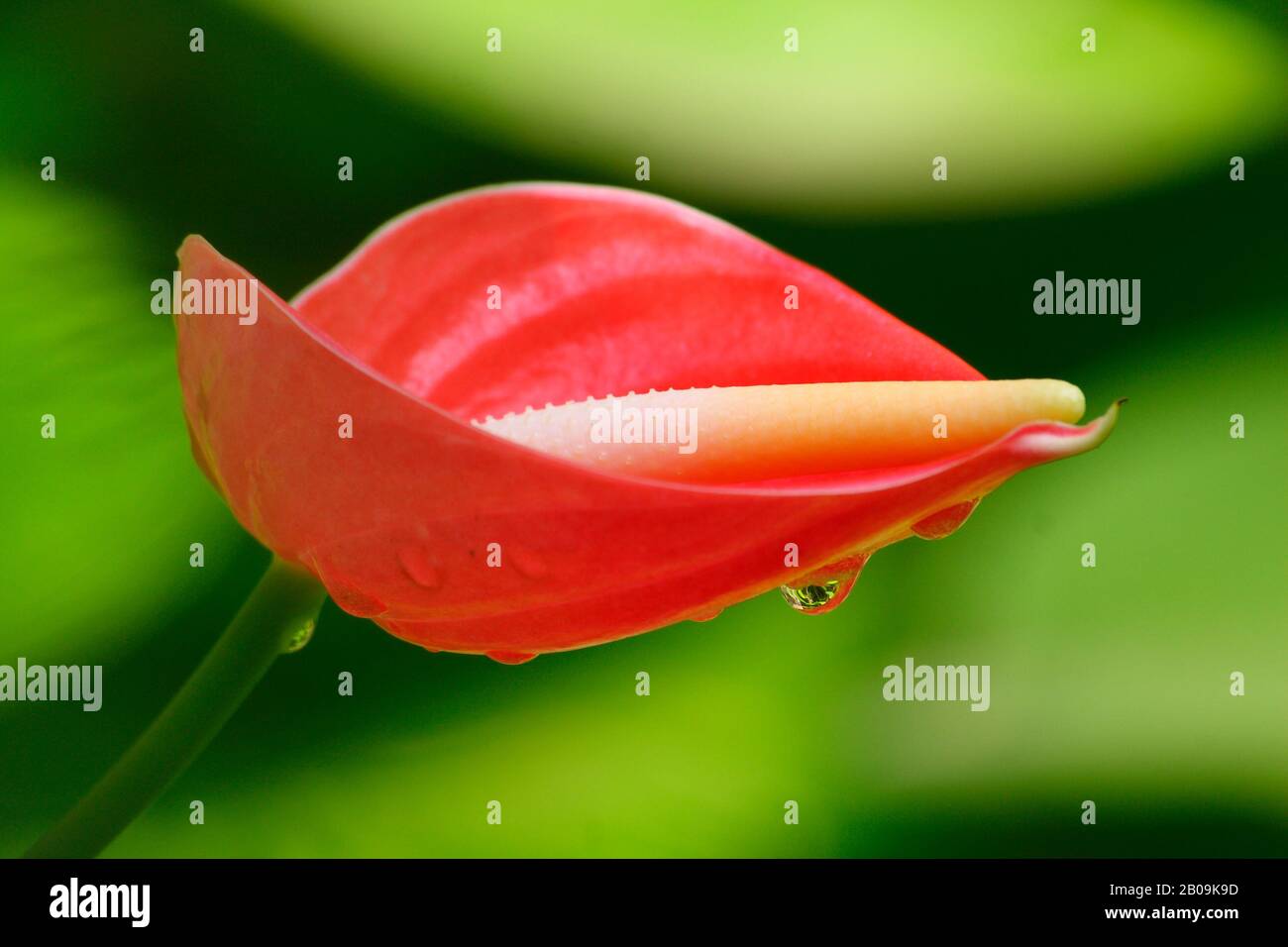 An Anthurium flower (Anthurium andraeanum) also known as Flamingo Lily, in Dhaka, Bangladesh. October 10, 2008. Stock Photo