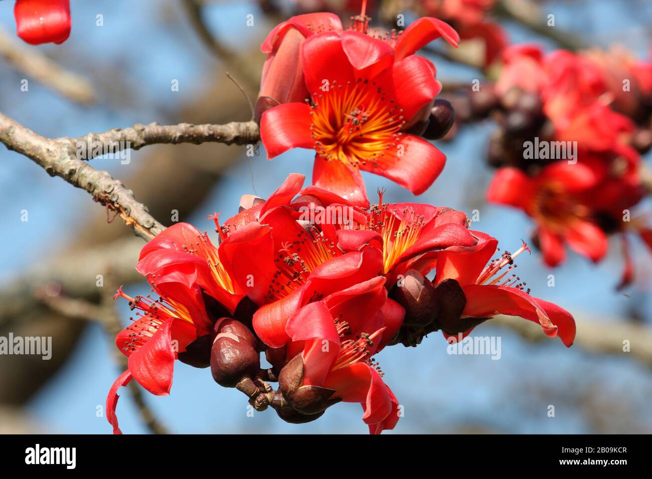 A blossom of red silk cotton flowers (Bombax ceiba) or Shimul, during spring in Narshingdi, Bangladesh. February 28, 2011. Stock Photo