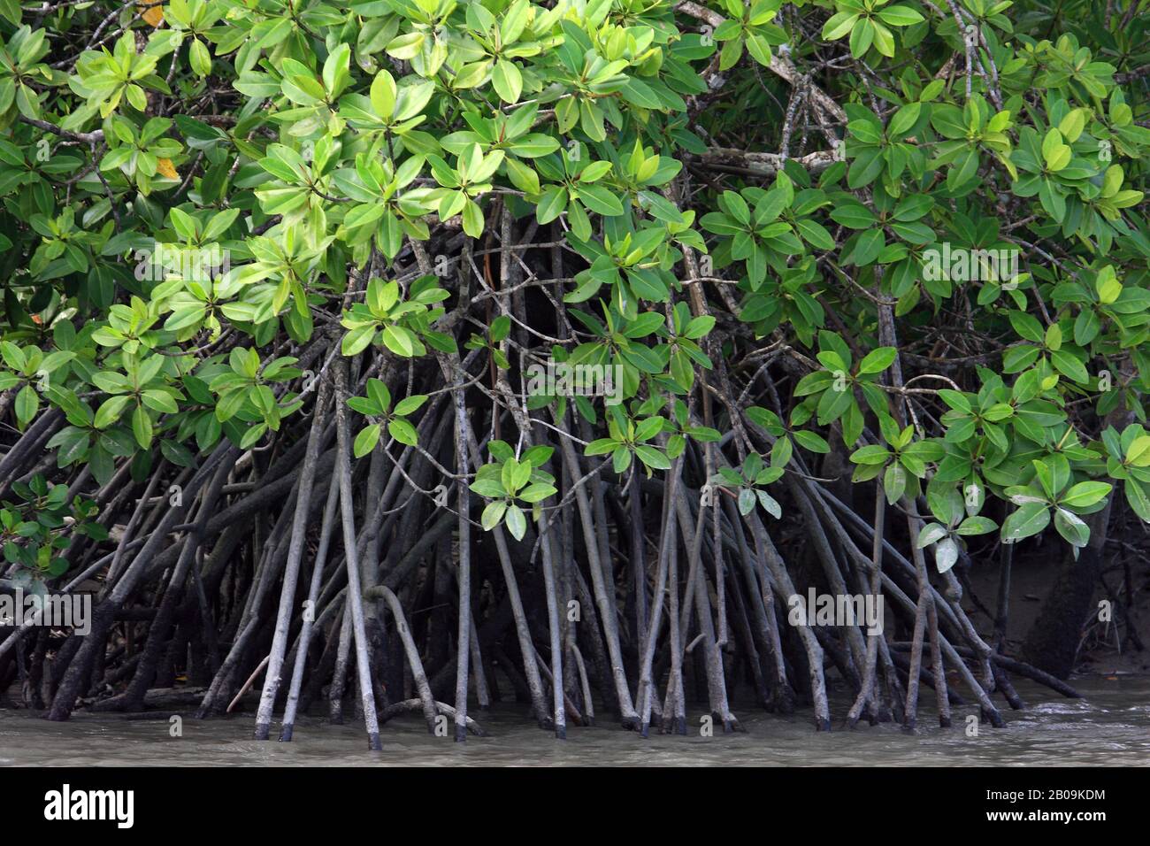 The Sundarban, the largest littoral mangrove forest in the world. Khulna, Bangladesh. November 2008. Stock Photo