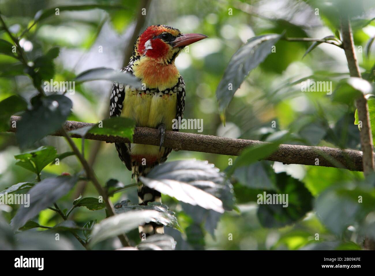 A colourful bird at Bird Park. Kuala Lumpur, Malaysia. July 2010. Stock Photo