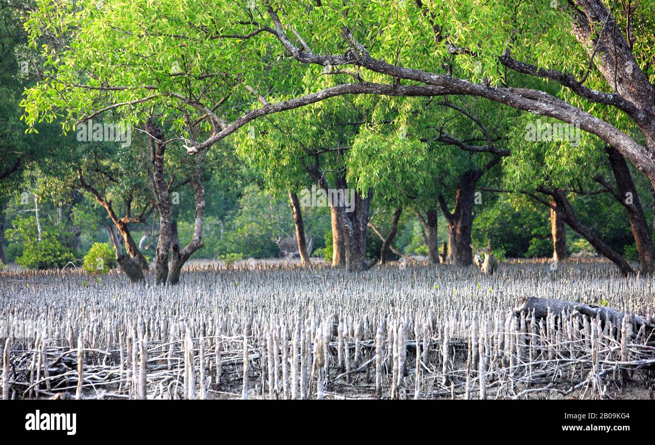 Sundarban, the largest littoral mangrove forest in the world.  Bangladesh. December 2010. Stock Photo