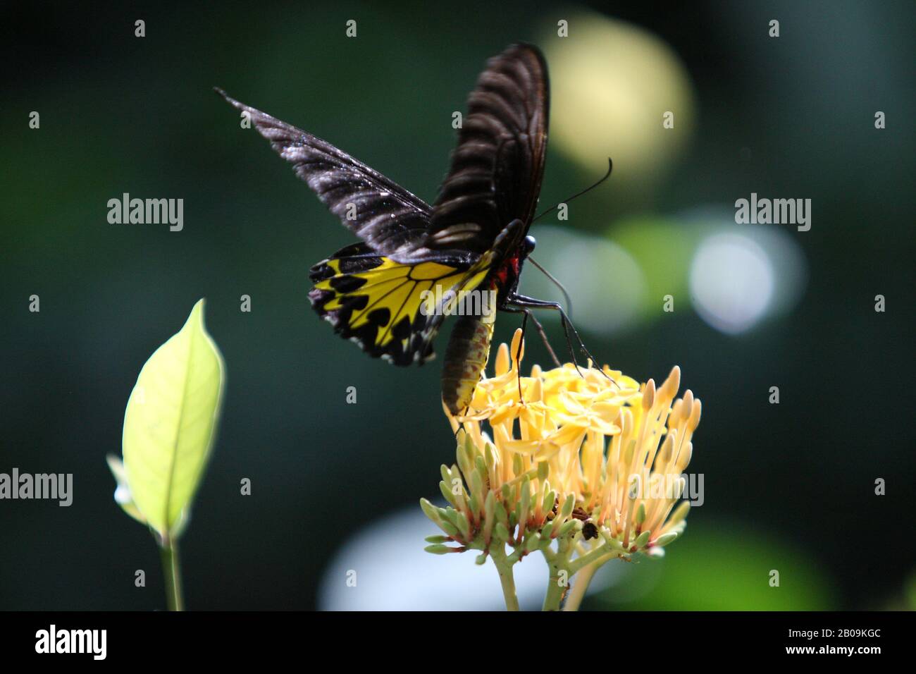 Butterfly in Bird Park. Kuala Lumpur, Malaysia. July 2010. Stock Photo