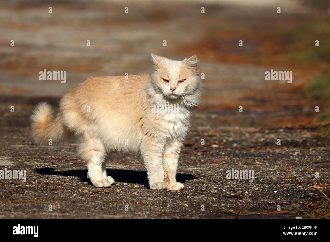 Ginger cat walking on a street in sunlight and squinting in the sun. Furry pet looking at camera, spring season Stock Photo