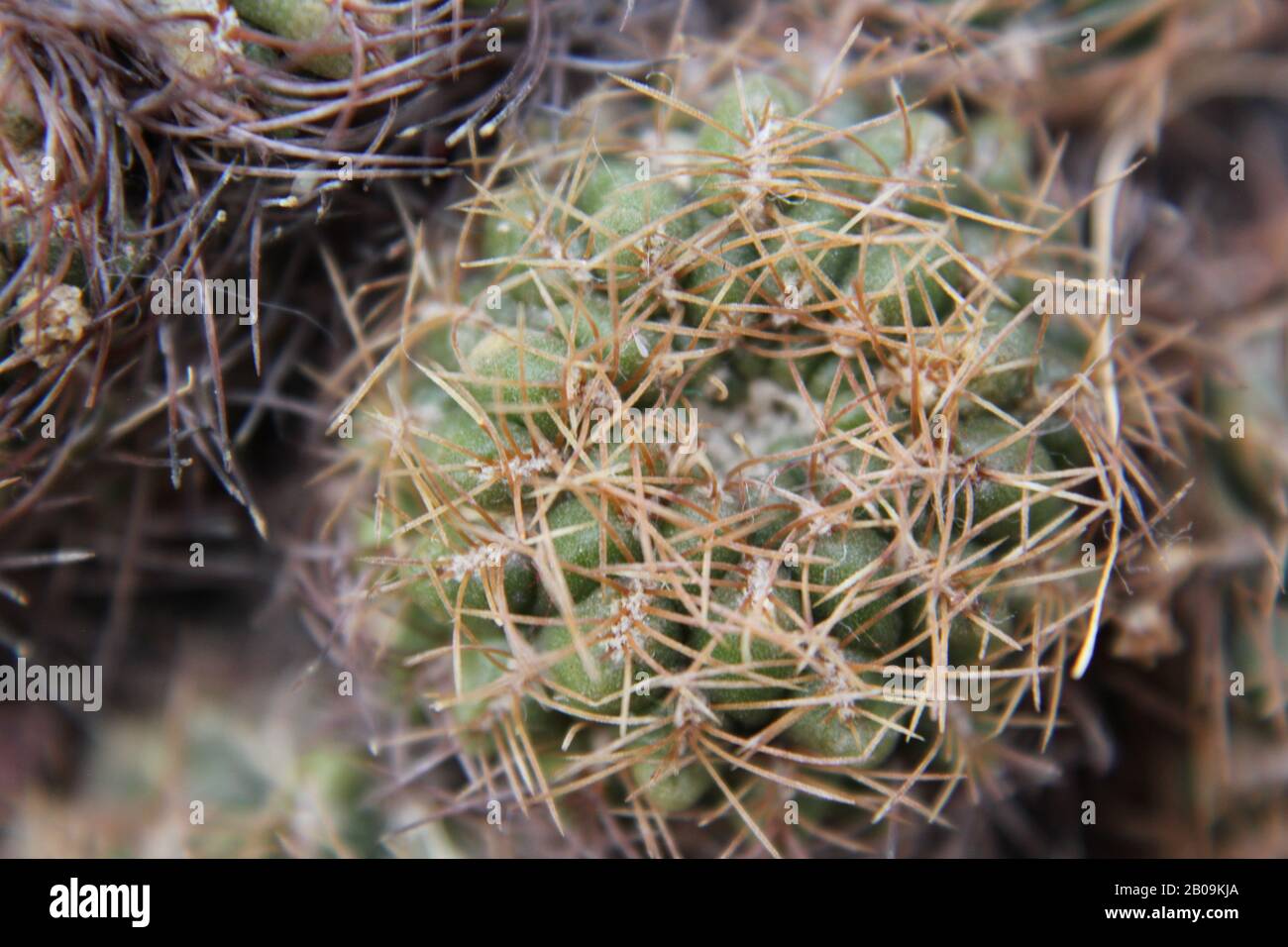 Beautiful succulent sulcorebutia cactus growing in a desert garden. Stock Photo