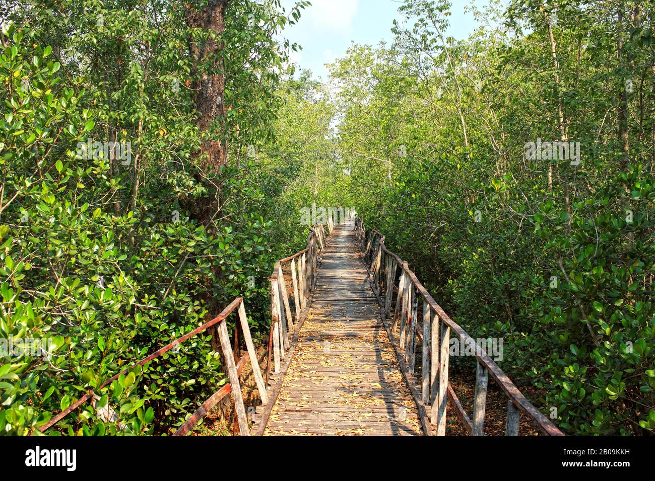 Sundarban, the largest littoral mangrove forest in the world.  Bangladesh. December 2011. Stock Photo