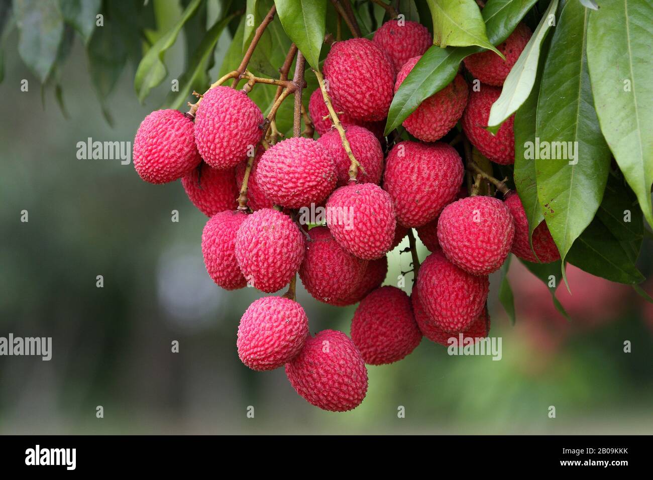 Lychee fruits ( Litchi chinensis), locally called Lichu. Dinajpur. Bangladesh. 2008. Stock Photo