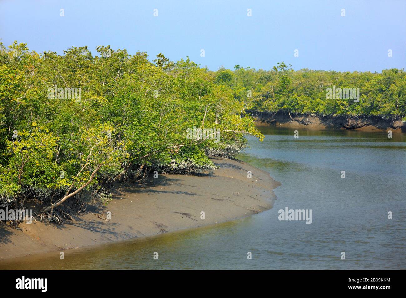 Sundarban, the largest littoral mangrove forest in the world.  Bangladesh. December 2010. Stock Photo