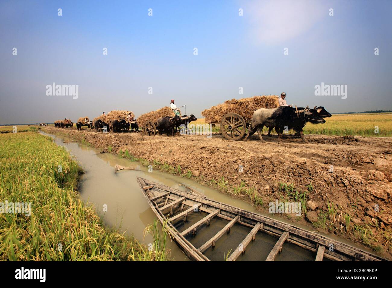 Farmers carry harvested paddy on bulliock carts, in Jessore, Bangladesh. December 17, 2009. Stock Photo