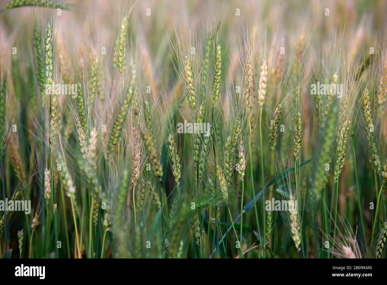 Ears of wheat. Bangladesh. February 2011. Stock Photo