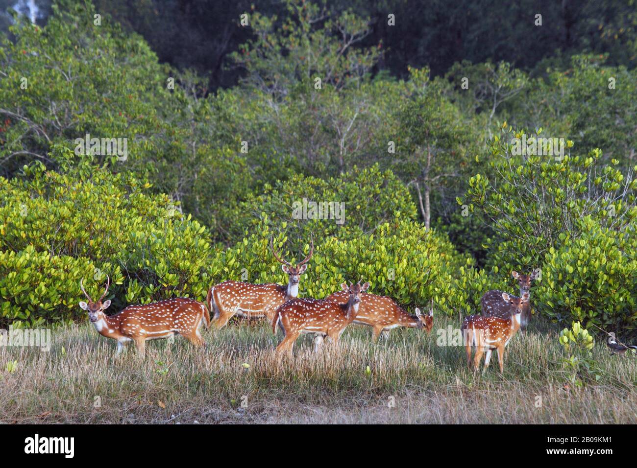 Spotted deer in Sundarban, the largest littoral mangrove forest in the world. Khulna, Bangladesh. April 2011. Stock Photo