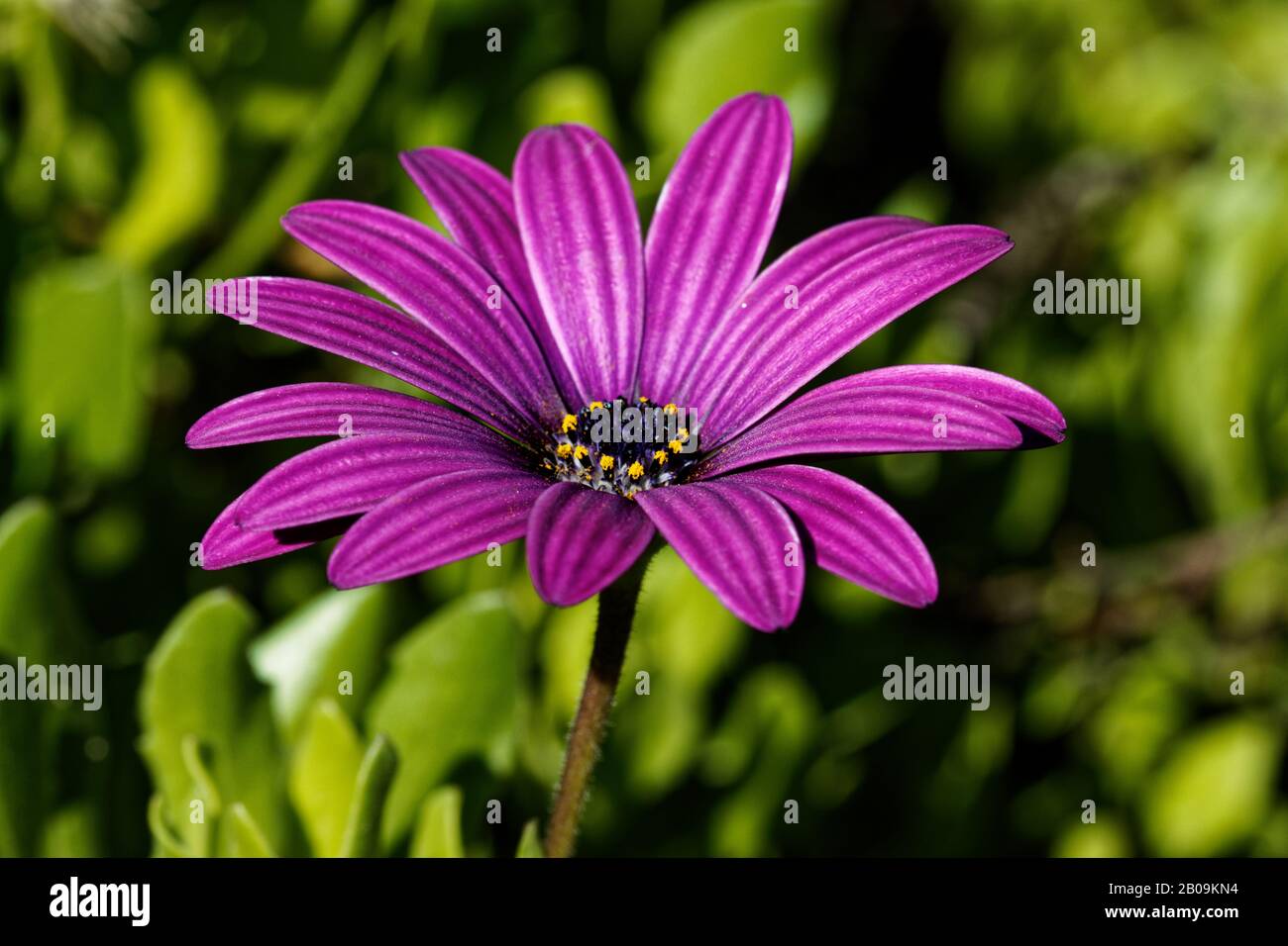 Dimorphotheca ecklonis or Osteospermum, (Cape marguerite, Van Staden's river daisy, Sundays river daisy, white daisy bush, blue-and-white daisy bush. Stock Photo