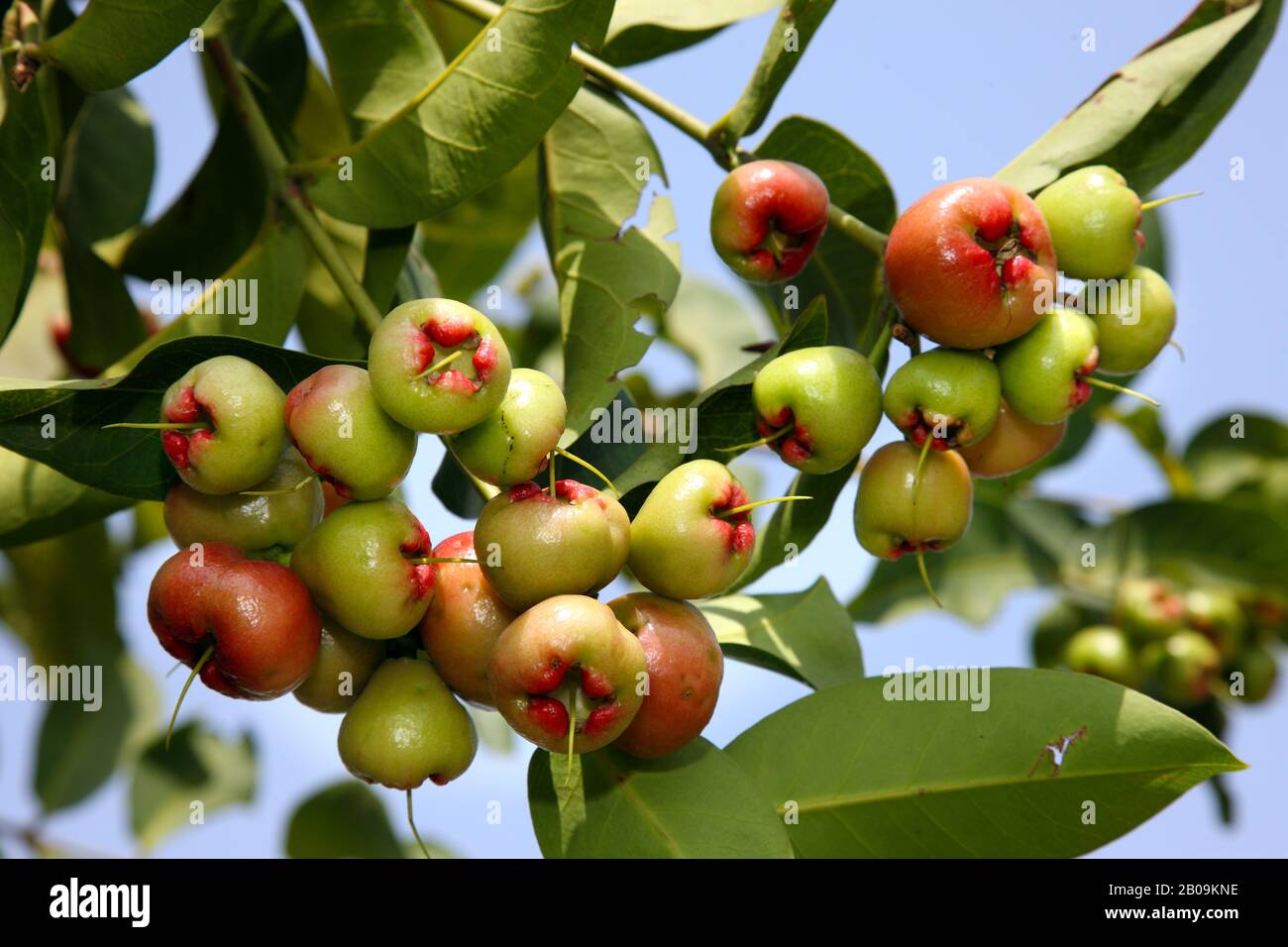 Star apples (Syzygium samarangense), locally known as Jamrul or Amruj, a summer fruit of Bangladesh. 2009. Stock Photo