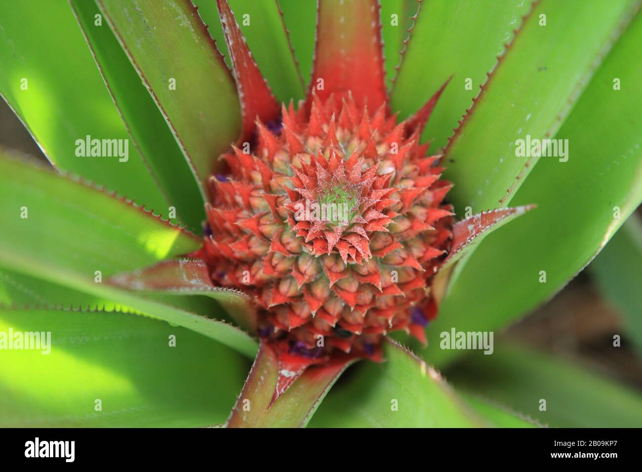 Pineapple flower in Sreemangal, Bangladesh. 2009. Stock Photo