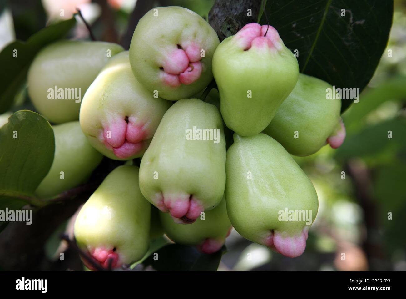 Star apples (Syzygium samarangense), locally known as Jamrul or Amruj, a summer fruit of Bangladesh. 2009. Stock Photo