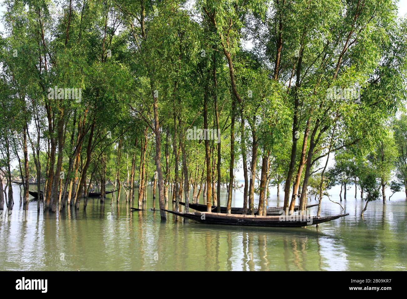 Fishing boats in Sundarban, the largest mangrove forest in the world. Bangladesh. November 2008. Stock Photo