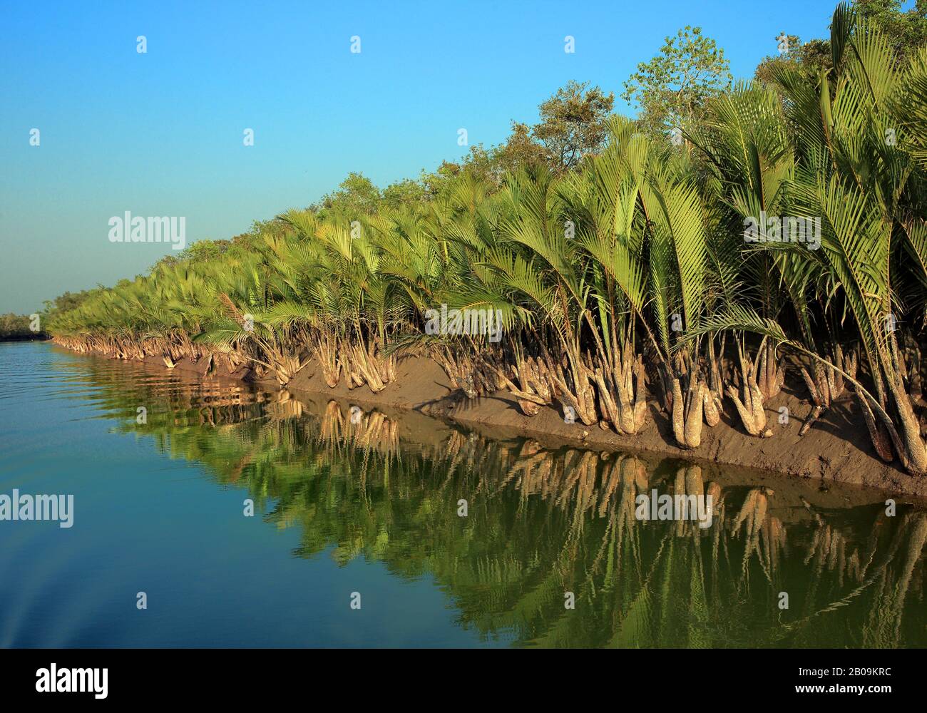Nipa palm (Nypa fruticans) trees in Sundarban. Khulna, Bangladesh. December 2010. Stock Photo