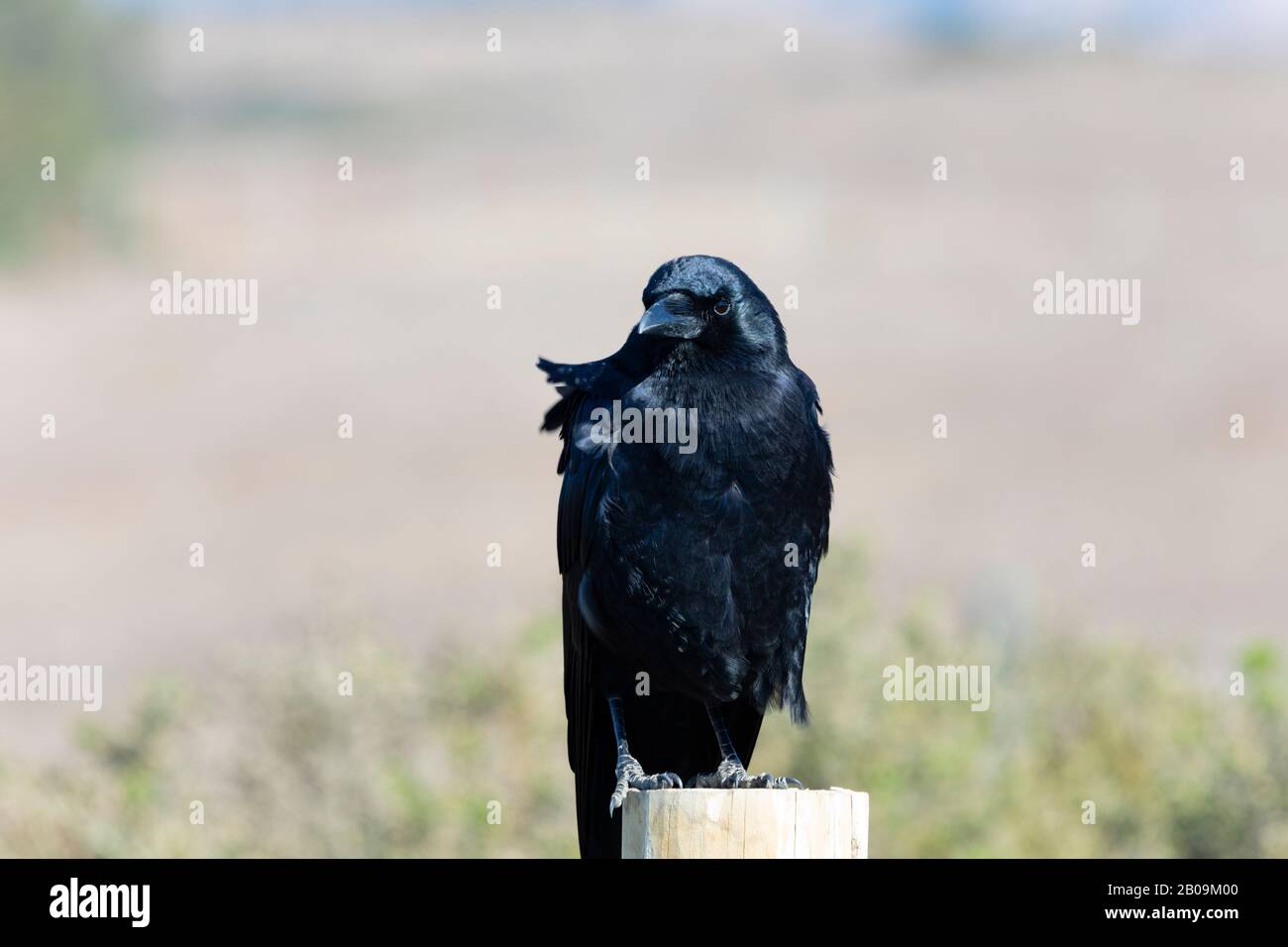 American Crow, corvus brachyrhynchos, sitting on a fence post. California, United States of America Stock Photo